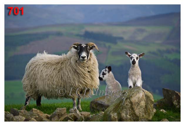 Blackie Ewe and Twins